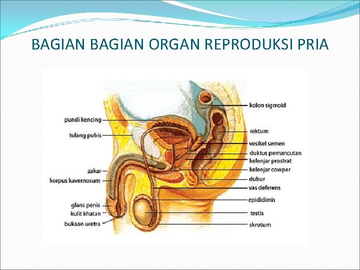 BAGIAN ORGAN REPRODUKSI PRIA 