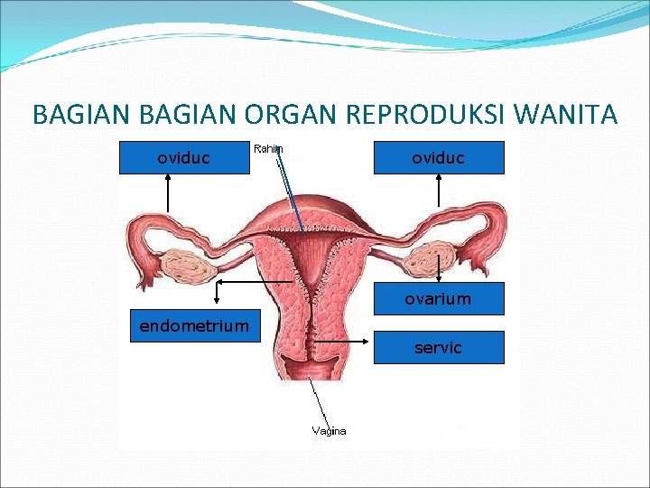 BAGIAN ORGAN REPRODUKSI WANITA oviduc ovarium endometrium servic 