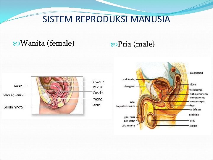 SISTEM REPRODUKSI MANUSIA Wanita (female) Pria (male) 