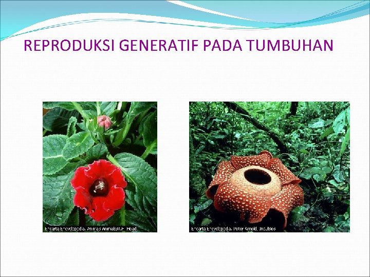 REPRODUKSI GENERATIF PADA TUMBUHAN 