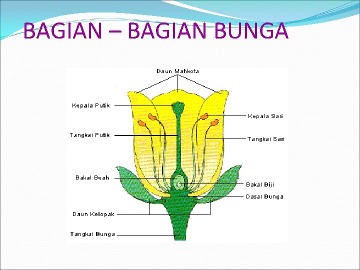 BAGIAN – BAGIAN BUNGA 