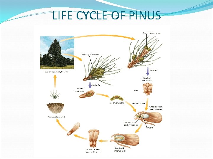 LIFE CYCLE OF PINUS 