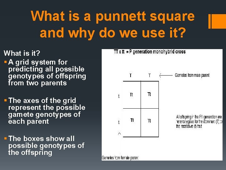 What is a punnett square and why do we use it? What is it?