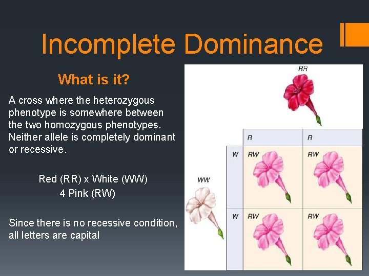 Incomplete Dominance What is it? A cross where the heterozygous phenotype is somewhere between