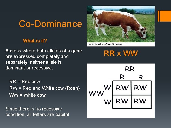 Co-Dominance What is it? A cross where both alleles of a gene are expressed
