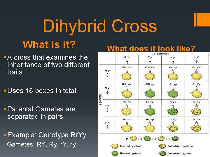 Dihybrid Cross What is it? § A cross that examines the inheritance of two