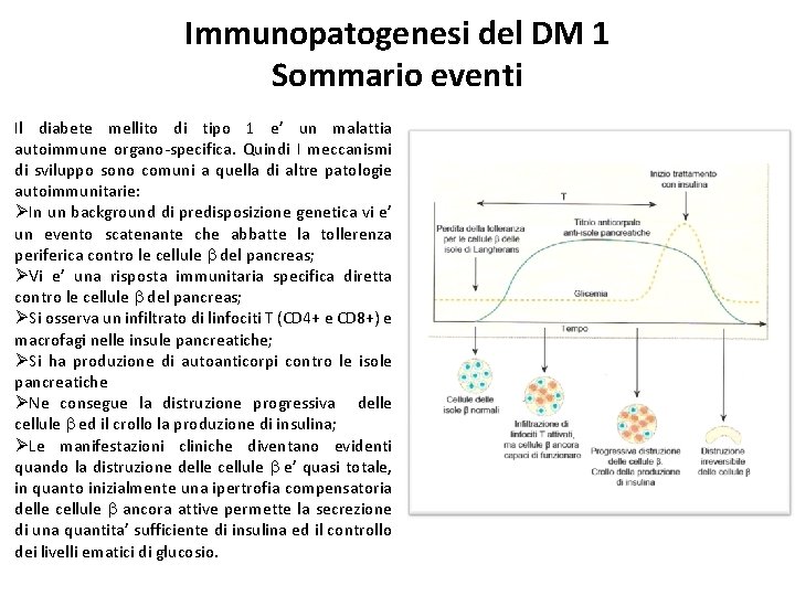 Immunopatogenesi del DM 1 Sommario eventi Il diabete mellito di tipo 1 e’ un