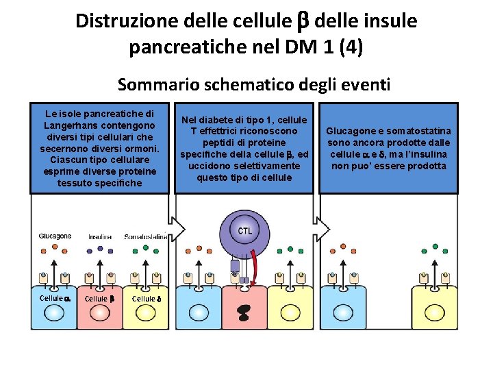 Distruzione delle cellule b delle insule pancreatiche nel DM 1 (4) Sommario schematico degli