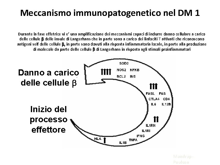 Meccanismo immunopatogenetico nel DM 1 Durante la fase effetrice vi e’ una amplificazione dei