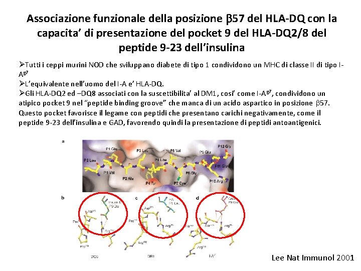 Associazione funzionale della posizione b 57 del HLA-DQ con la capacita’ di presentazione del