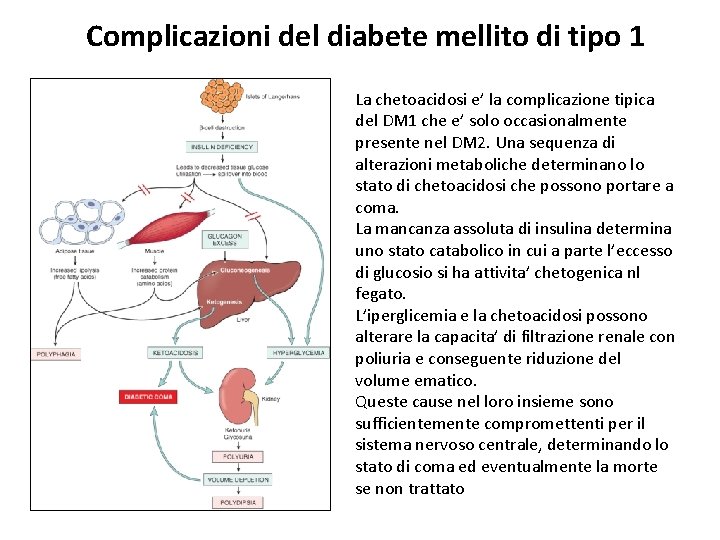 Complicazioni del diabete mellito di tipo 1 La chetoacidosi e’ la complicazione tipica del