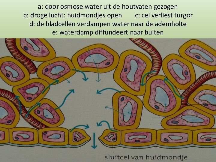 a: door osmose water uit de houtvaten gezogen b: droge lucht: huidmondjes open c: