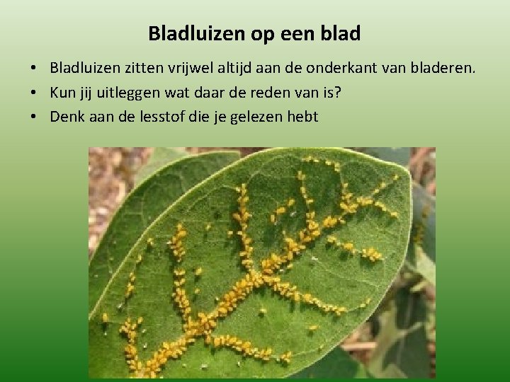 Bladluizen op een blad • Bladluizen zitten vrijwel altijd aan de onderkant van bladeren.