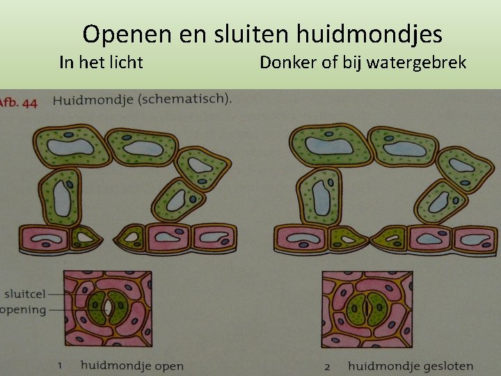 Openen en sluiten huidmondjes In het licht Donker of bij watergebrek 