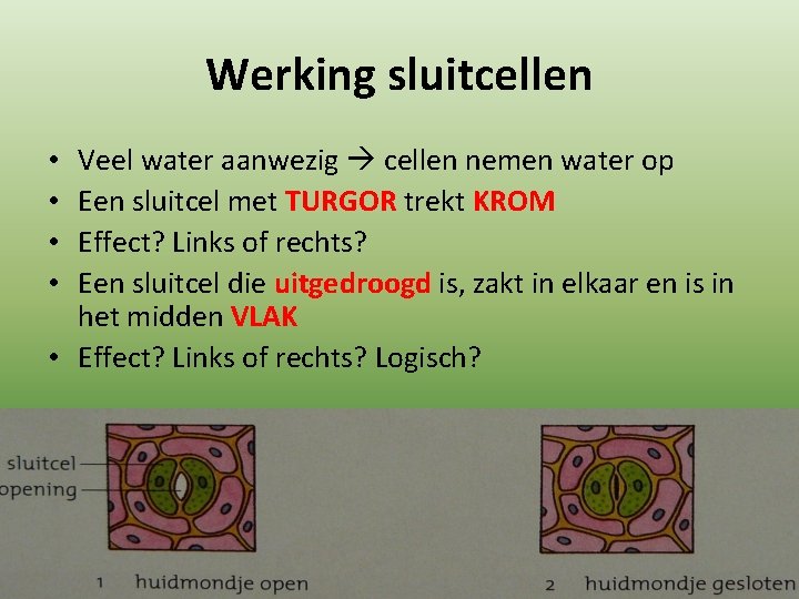 Werking sluitcellen Veel water aanwezig cellen nemen water op Een sluitcel met TURGOR trekt