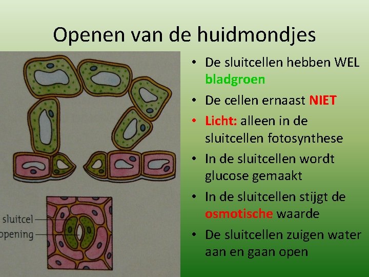 Openen van de huidmondjes • De sluitcellen hebben WEL bladgroen • De cellen ernaast