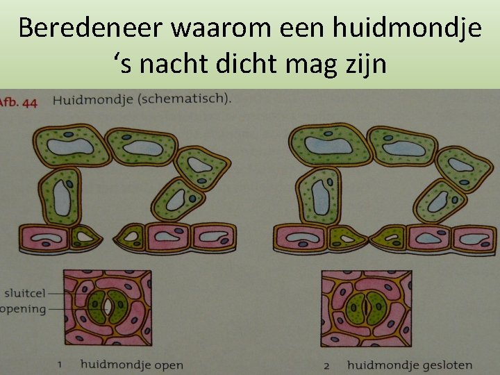 Beredeneer waarom een huidmondje ‘s nacht dicht mag zijn 