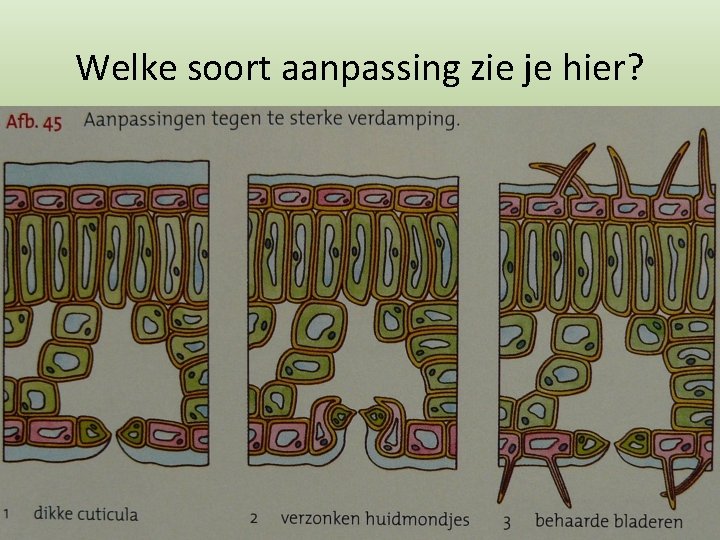 Welke soort aanpassing zie je hier? 