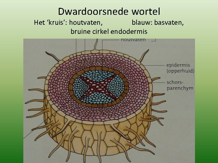 Dwardoorsnede wortel Het ‘kruis’: houtvaten, blauw: basvaten, bruine cirkel endodermis 