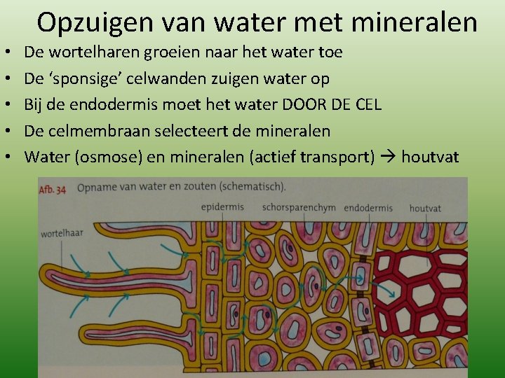 Opzuigen van water met mineralen • • • De wortelharen groeien naar het water