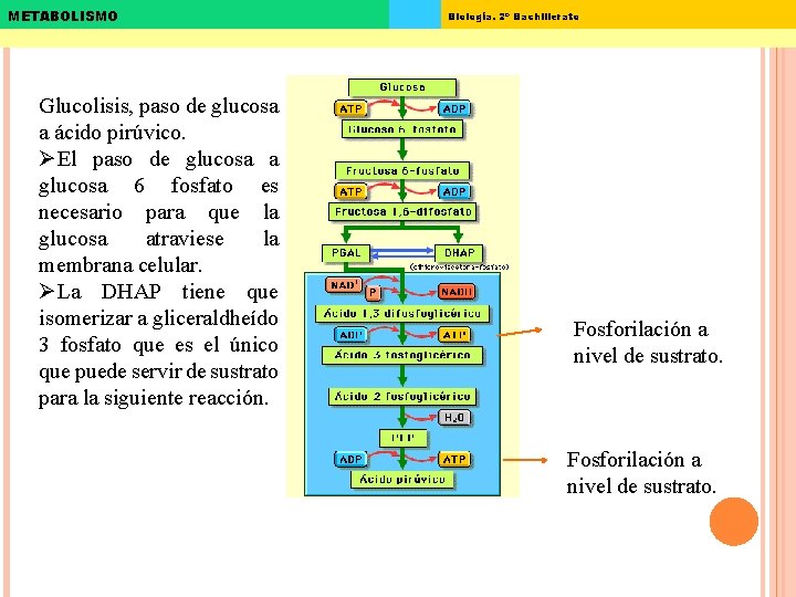 METABOLISMO Glucolisis, paso de glucosa a ácido pirúvico. ØEl paso de glucosa a glucosa