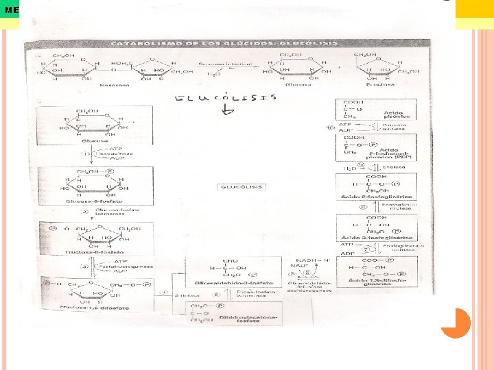 METABOLISMO Biología. 2º Bachillerato 