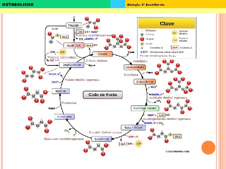 METABOLISMO Biología. 2º Bachillerato 