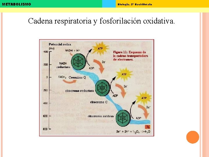METABOLISMO Biología. 2º Bachillerato Cadena respiratoria y fosforilación oxidativa. 