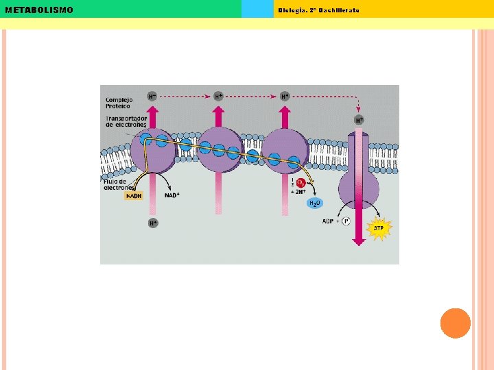 METABOLISMO Biología. 2º Bachillerato 