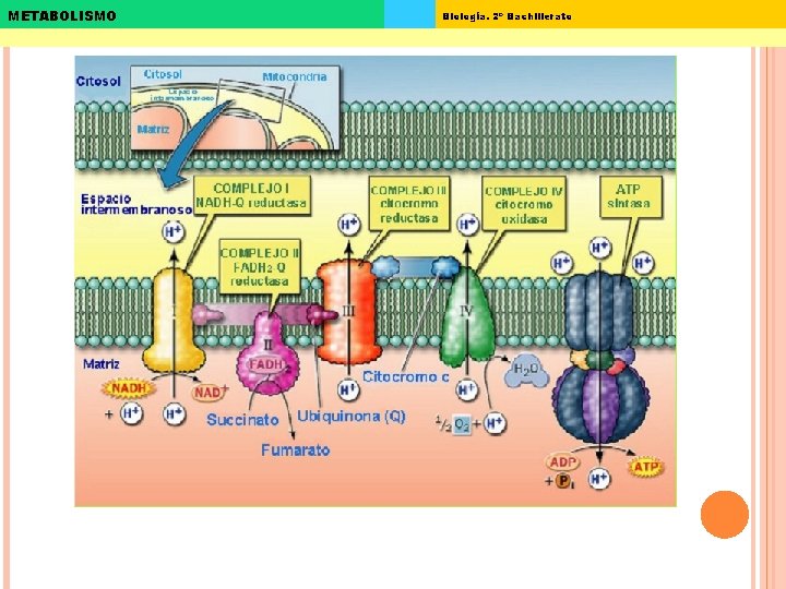 METABOLISMO Biología. 2º Bachillerato 