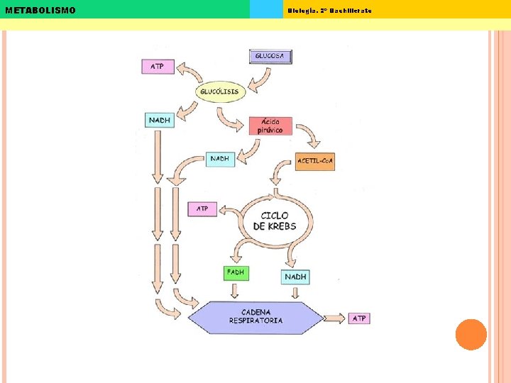 METABOLISMO Biología. 2º Bachillerato 