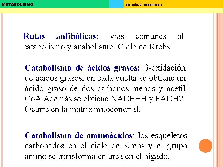 METABOLISMO Biología. 2º Bachillerato Rutas anfibólicas: vías comunes al catabolismo y anabolismo. Ciclo de