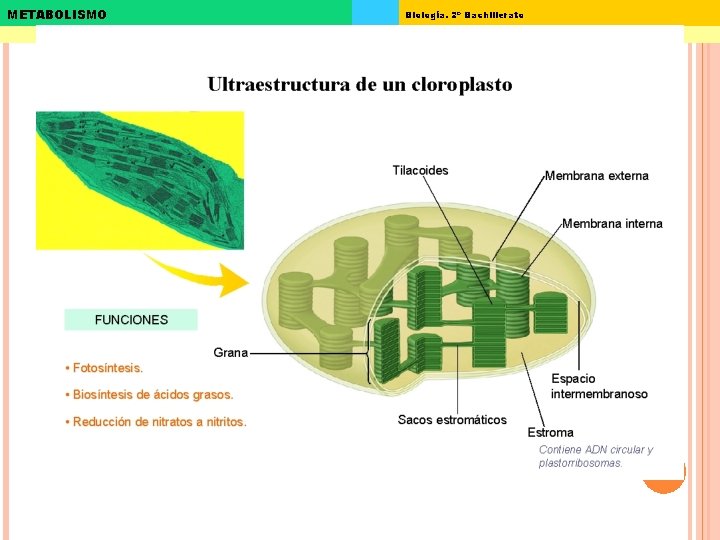 METABOLISMO Biología. 2º Bachillerato 