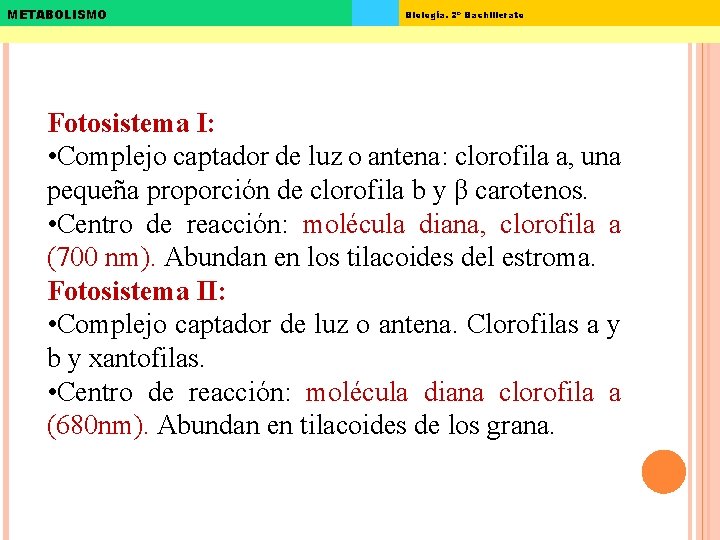 METABOLISMO Biología. 2º Bachillerato Fotosistema I: • Complejo captador de luz o antena: clorofila