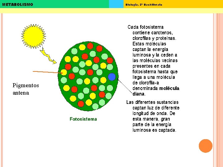 METABOLISMO Pigmentos antena Biología. 2º Bachillerato 