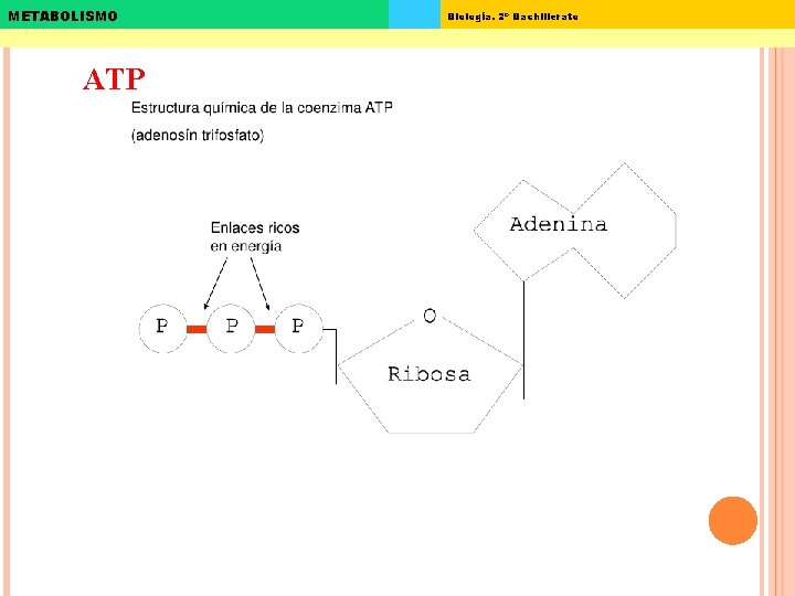 METABOLISMO ATP Biología. 2º Bachillerato 