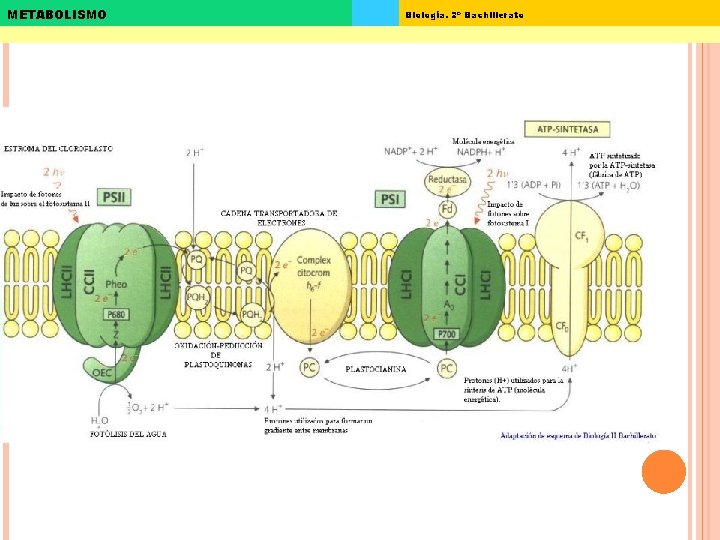 METABOLISMO Biología. 2º Bachillerato 