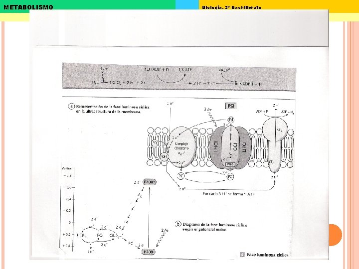 METABOLISMO Biología. 2º Bachillerato 