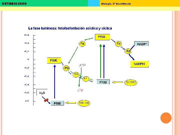 METABOLISMO Biología. 2º Bachillerato 