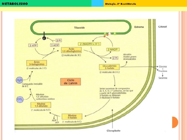 METABOLISMO Biología. 2º Bachillerato 