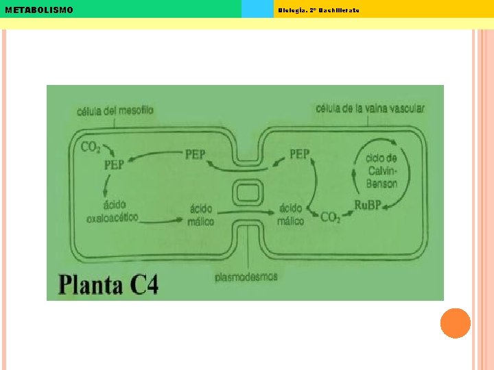 METABOLISMO Biología. 2º Bachillerato 