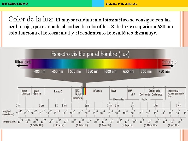 METABOLISMO Biología. 2º Bachillerato Color de la luz: El mayor rendimiento fotosintético se consigue