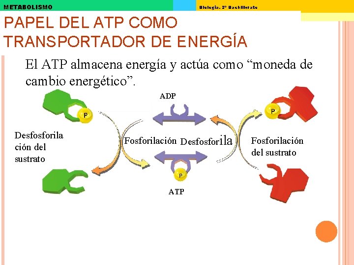 METABOLISMO Biología. 2º Bachillerato PAPEL DEL ATP COMO TRANSPORTADOR DE ENERGÍA El ATP almacena