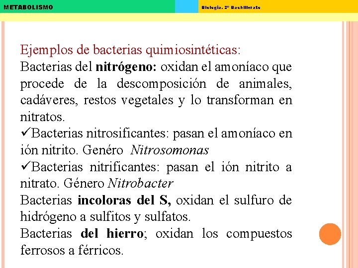 METABOLISMO Biología. 2º Bachillerato Ejemplos de bacterias quimiosintéticas: Bacterias del nitrógeno: oxidan el amoníaco