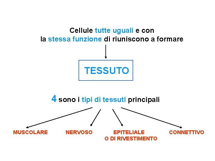 Cellule tutte uguali e con la stessa funzione di riuniscono a formare TESSUTO 4