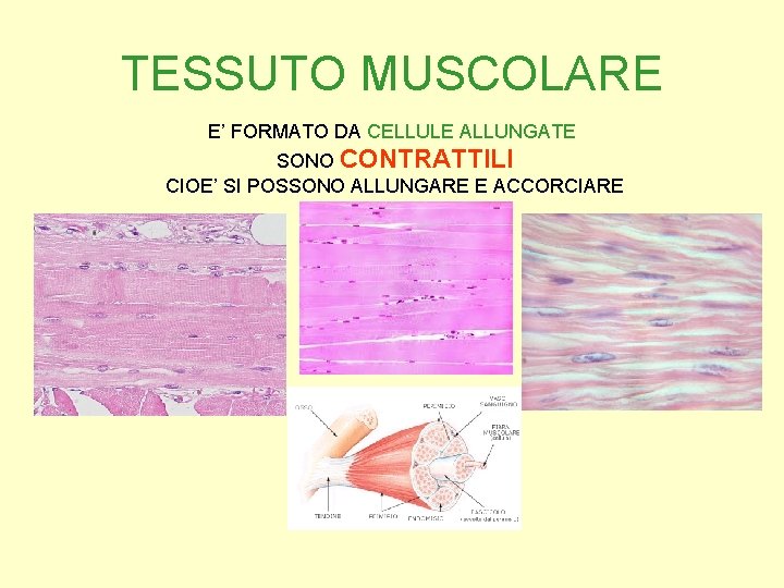 TESSUTO MUSCOLARE E’ FORMATO DA CELLULE ALLUNGATE SONO CONTRATTILI CIOE’ SI POSSONO ALLUNGARE E