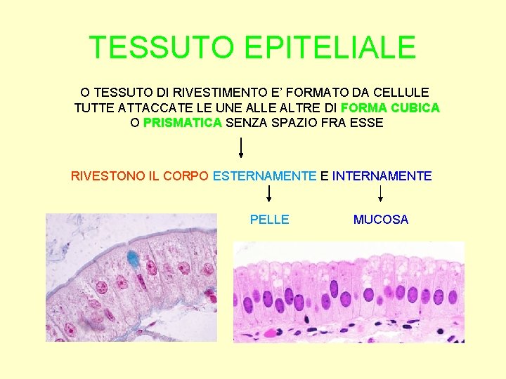 TESSUTO EPITELIALE O TESSUTO DI RIVESTIMENTO E’ FORMATO DA CELLULE TUTTE ATTACCATE LE UNE