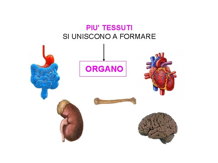 PIU’ TESSUTI SI UNISCONO A FORMARE ORGANO 