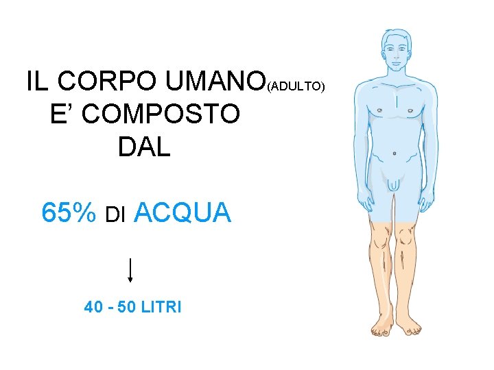 IL CORPO UMANO(ADULTO) E’ COMPOSTO DAL 65% DI ACQUA 40 - 50 LITRI 