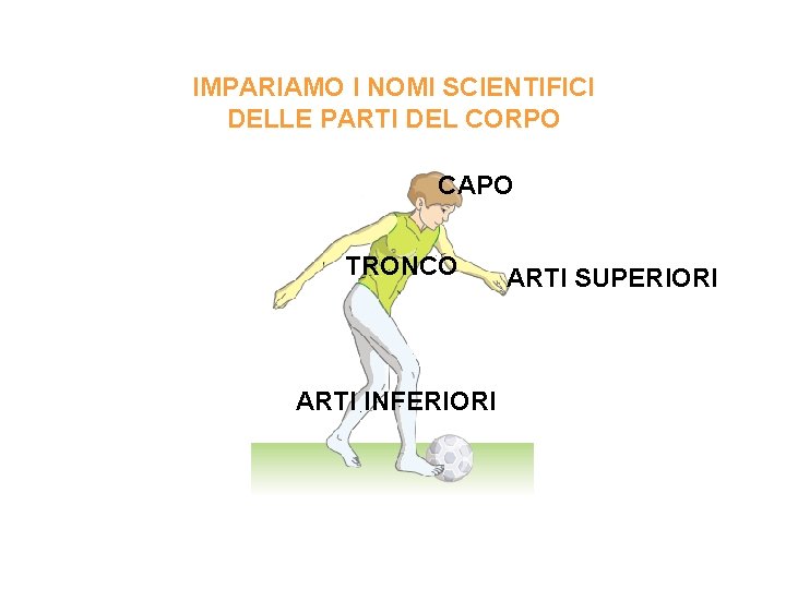 IMPARIAMO I NOMI SCIENTIFICI DELLE PARTI DEL CORPO CAPO TRONCO ARTI INFERIORI ARTI SUPERIORI